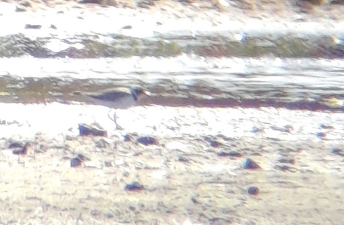 Little Ringed Plover