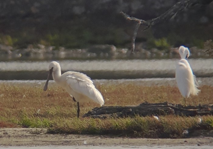 Spoonbill