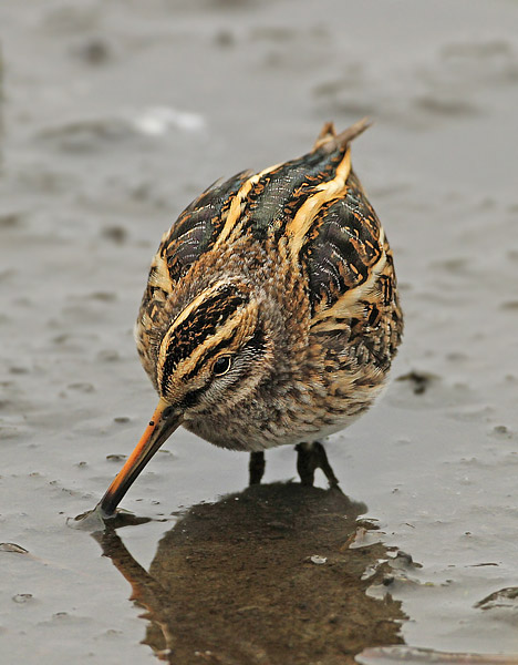Jack Snipe