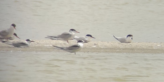 Roseate Tern