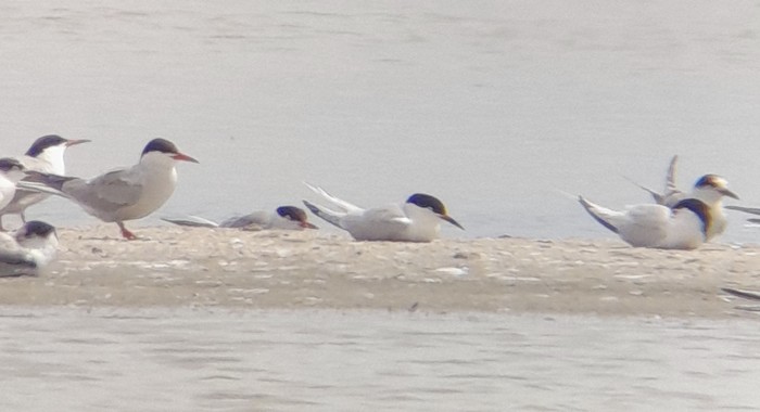 Roseate Tern
