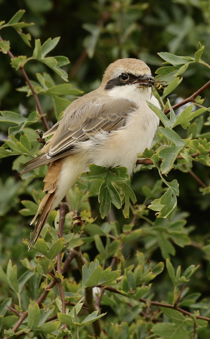 Turkestan Shrike