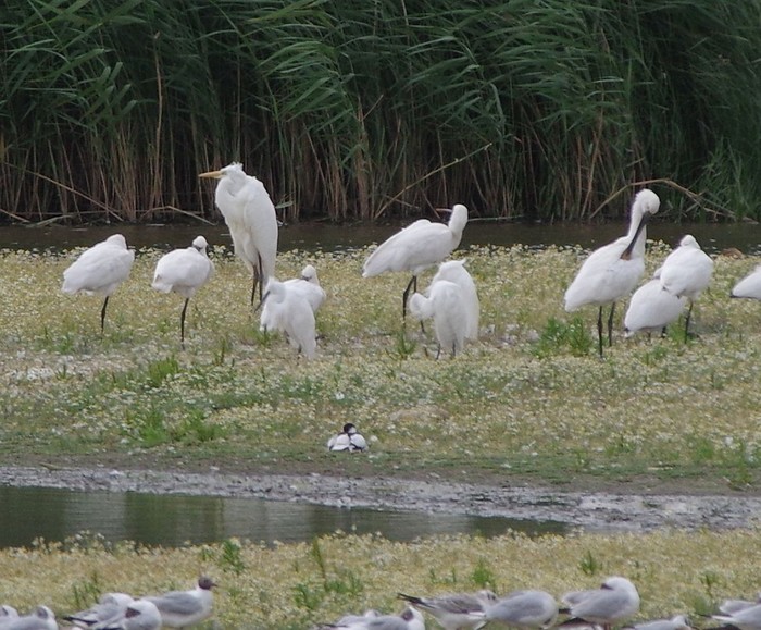 Spoonbill