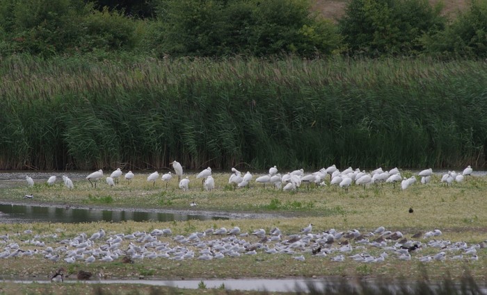 Spoonbill