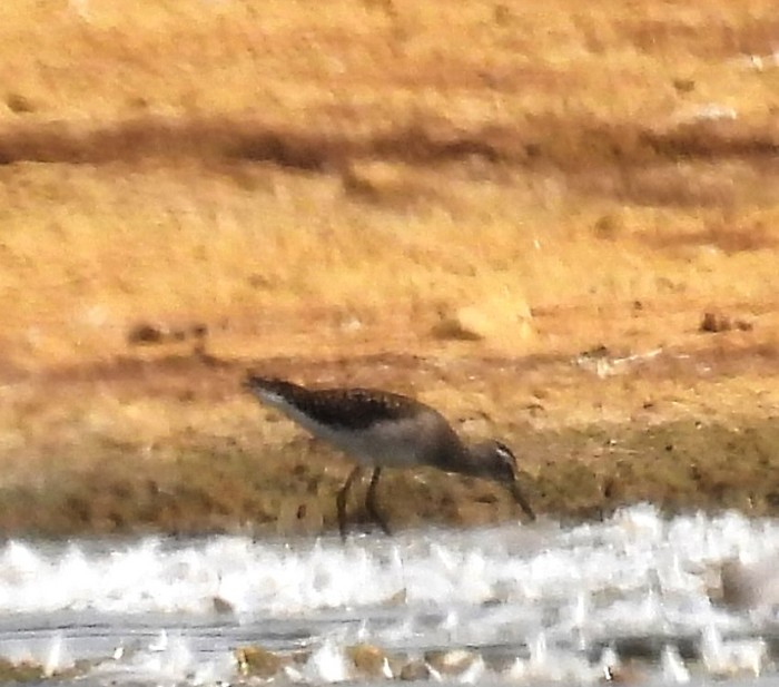 Wood Sandpiper