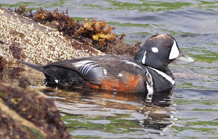 Harlequin Duck