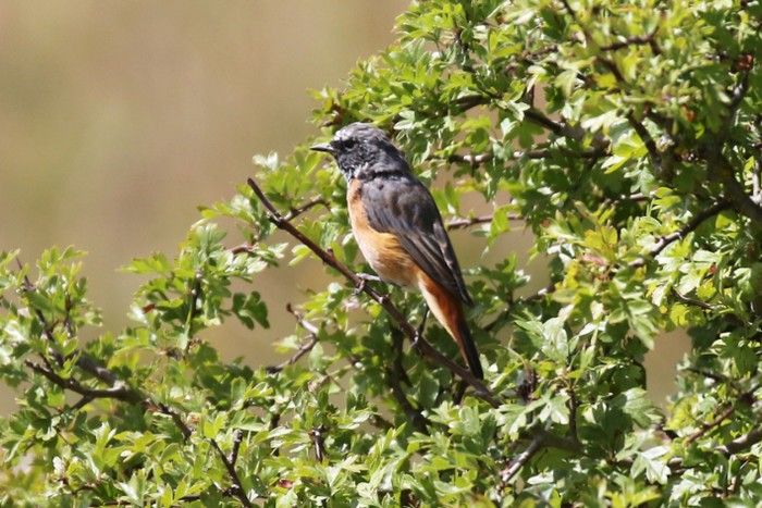 Redstart