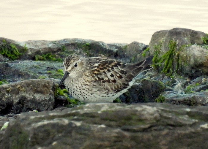 White-rumped Sandpiper