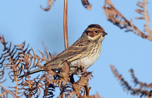 Little Bunting