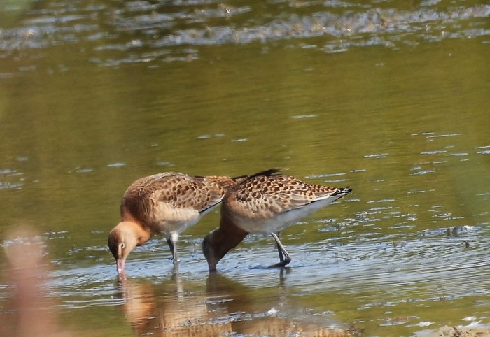 Black-tailed Godwit