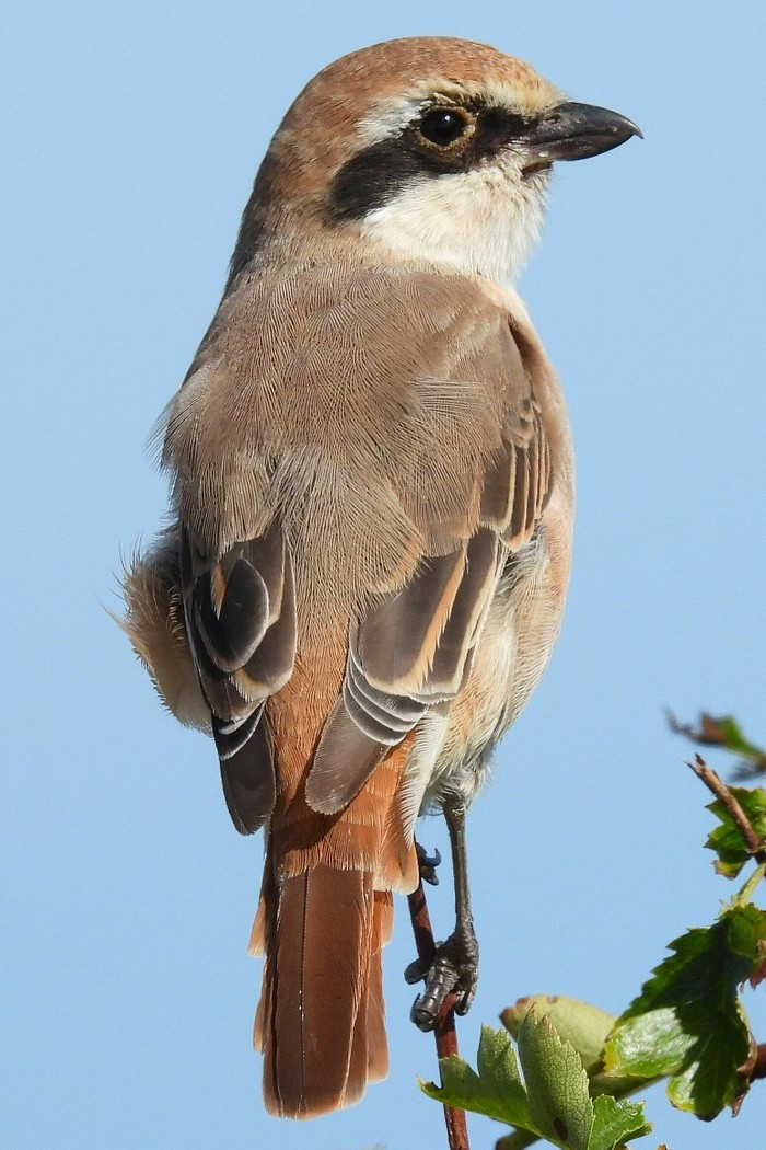Turkestan Shrike