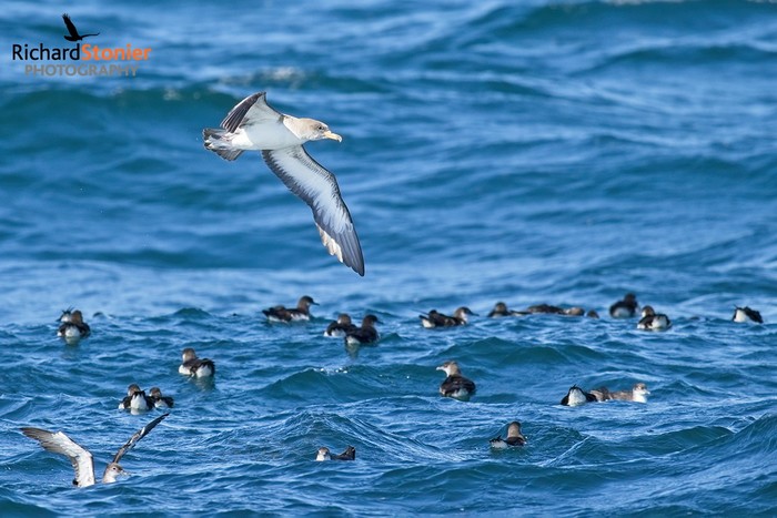 Cory's Shearwater