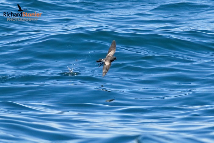 Wilson's Petrel