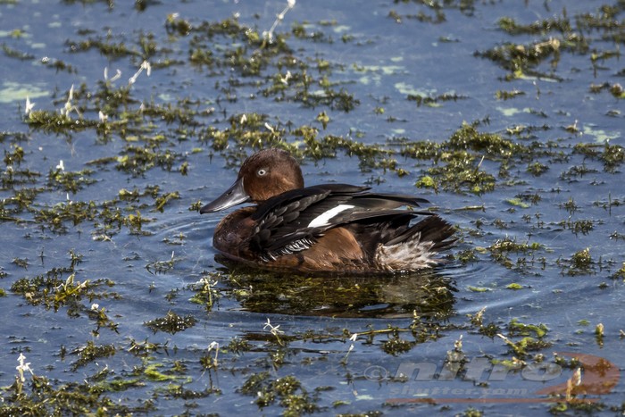 Ferruginous Duck