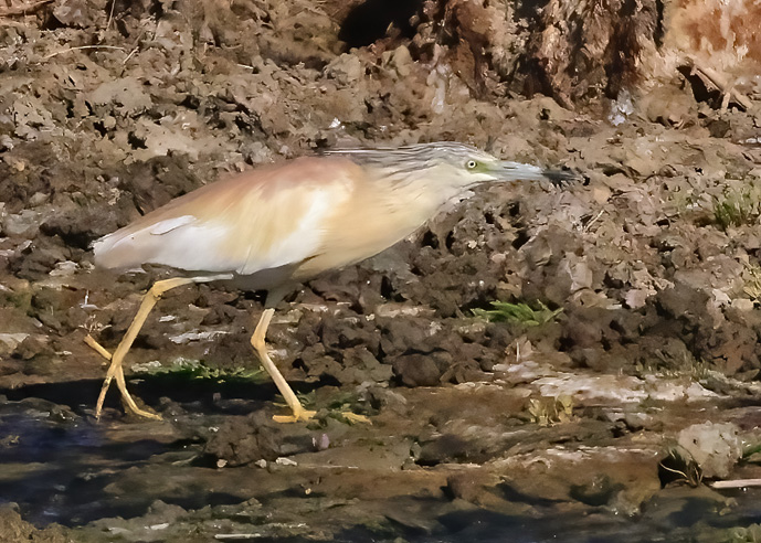 Squacco Heron
