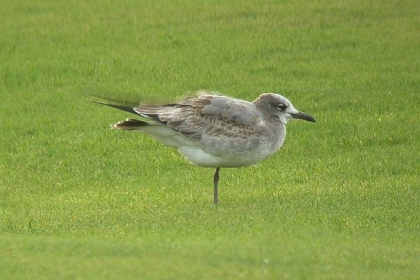 Laughing Gull