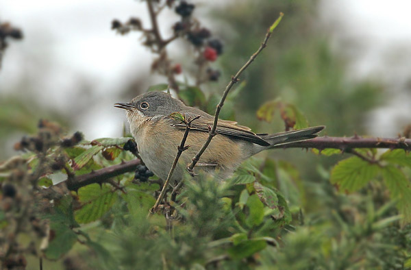 Subalpine Warbler