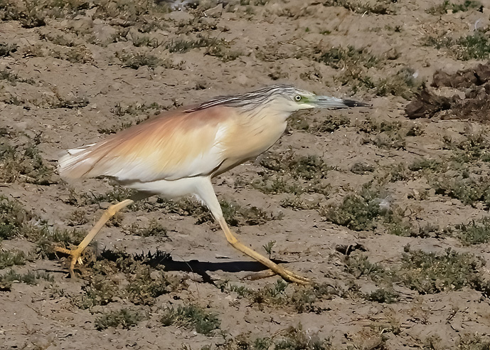 Squacco Heron