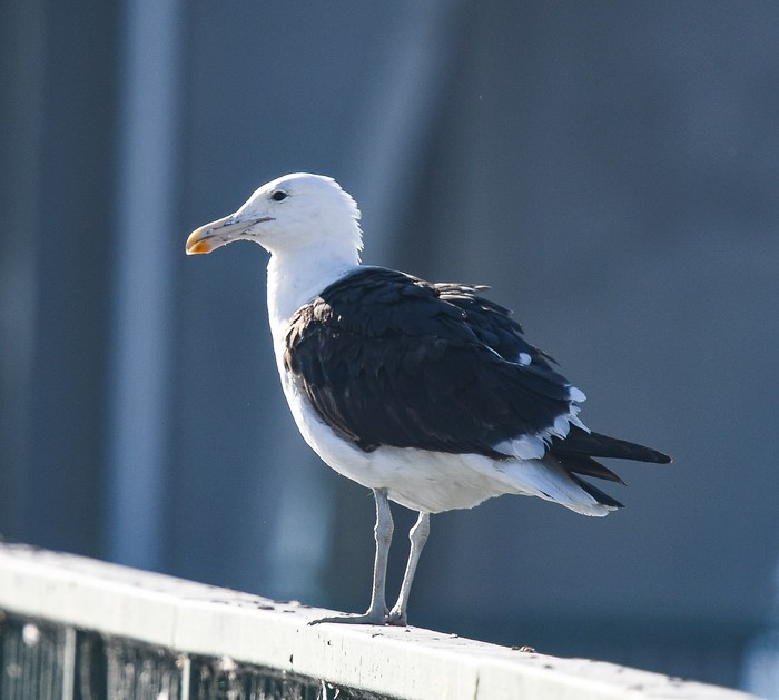 Cape Gull