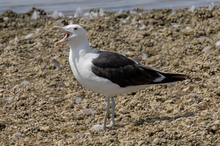 Cape Gull