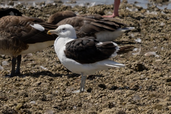 Cape Gull