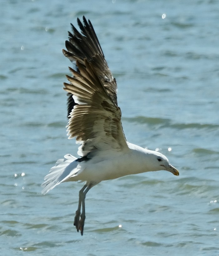 Cape Gull