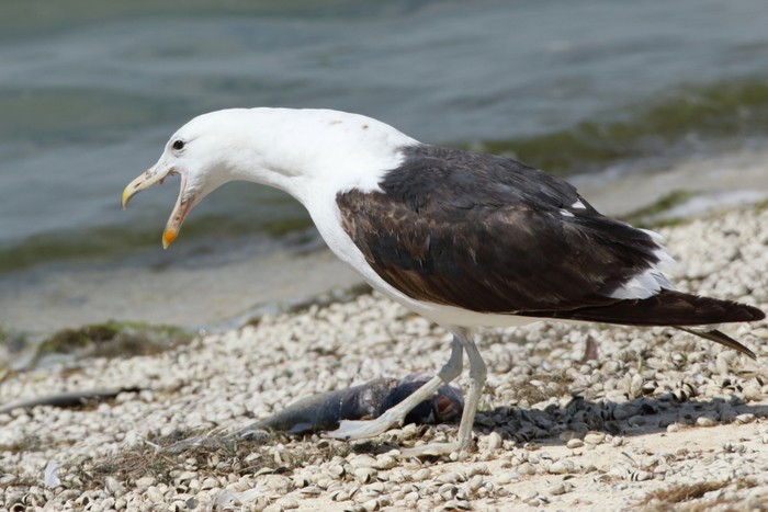 Cape Gull