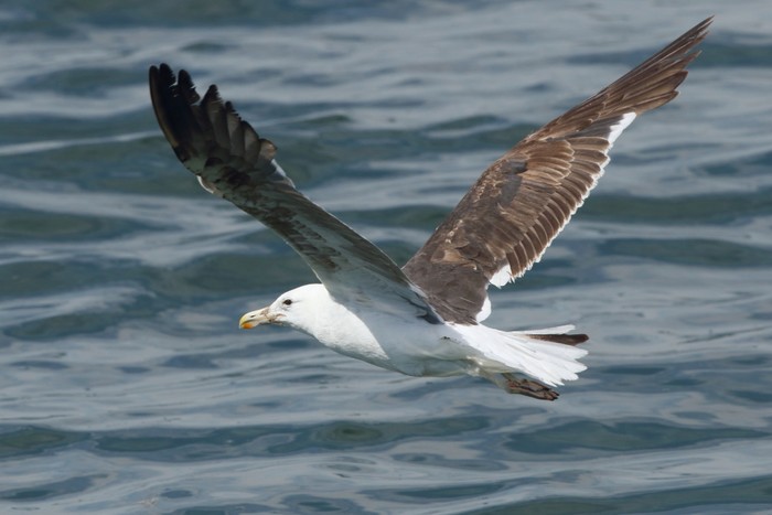 Cape Gull