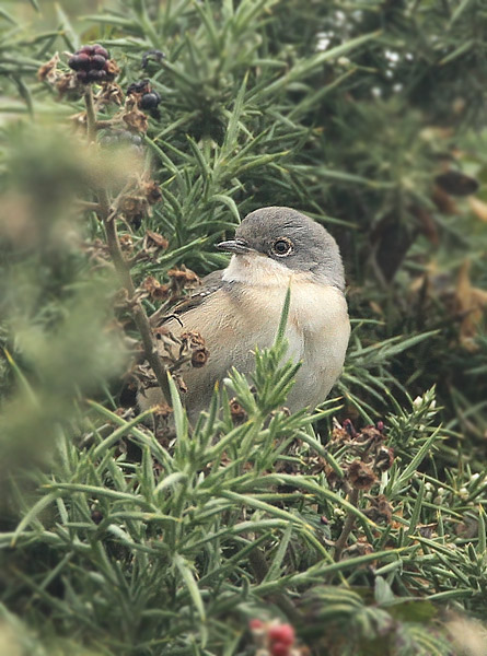 Subalpine Warbler
