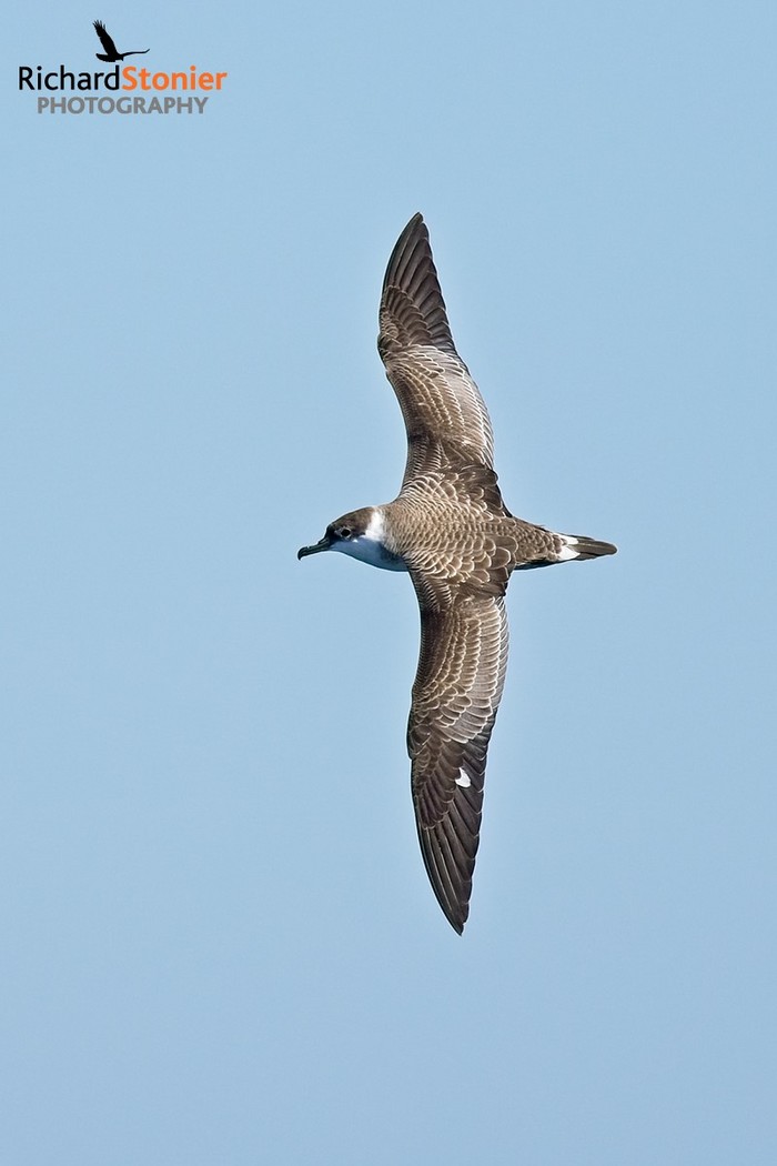 Great Shearwater
