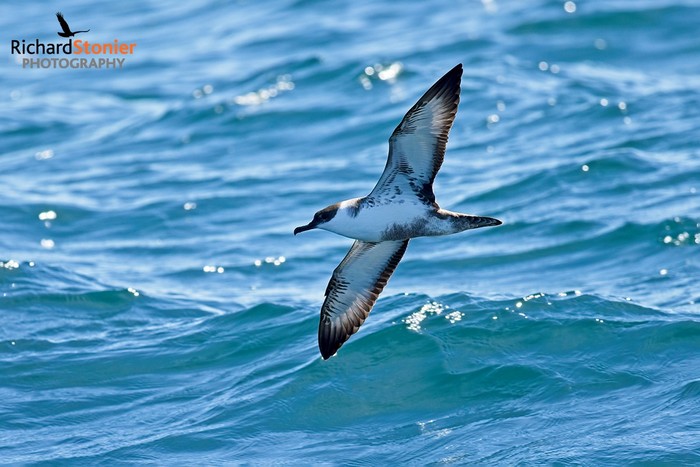 Great Shearwater
