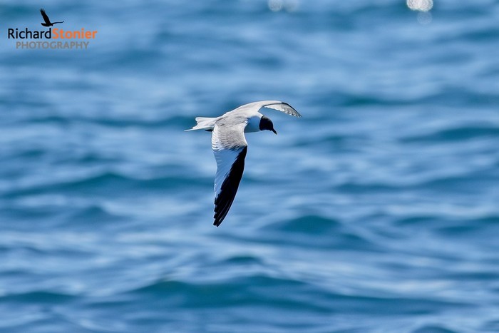 Sabine's Gull