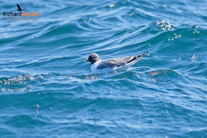 Sabine's Gull