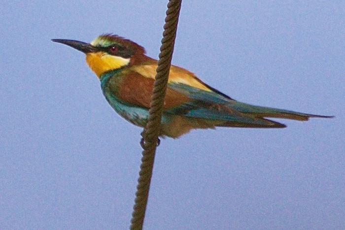 Bee-eater