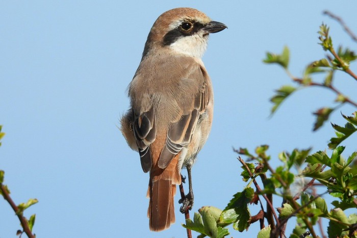 Turkestan Shrike
