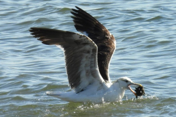 Cape Gull
