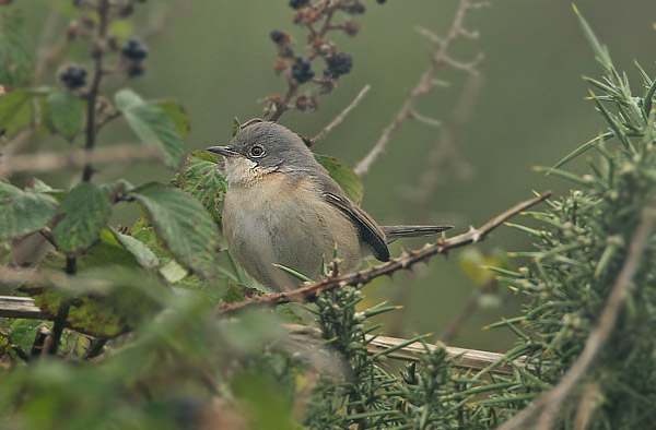 Subalpine Warbler