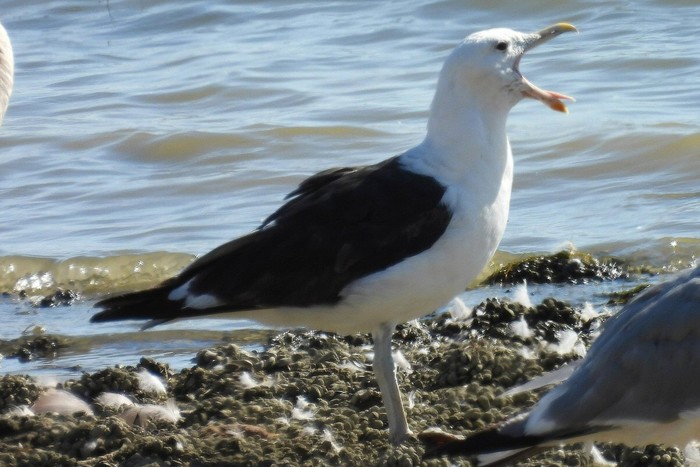 Cape Gull