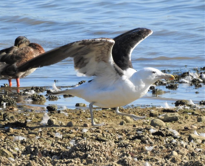Cape Gull