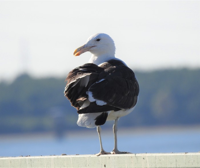 Cape Gull