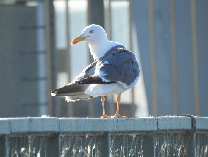 Yellow-legged Gull