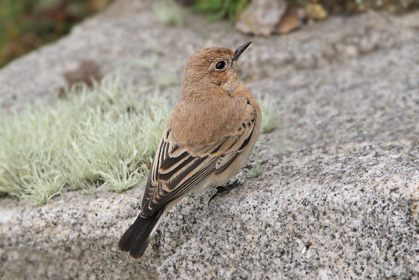 Western Black-eared Wheatear