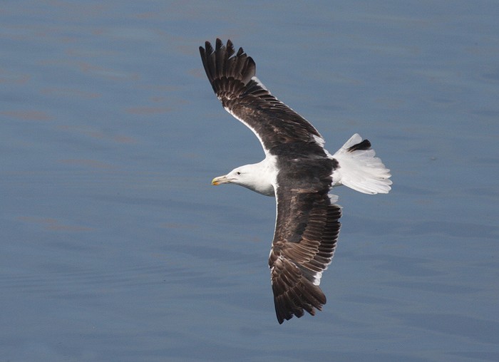 Cape Gull