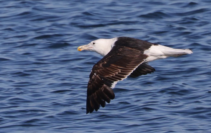 Cape Gull