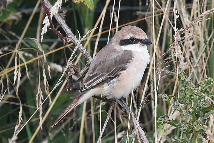Turkestan Shrike