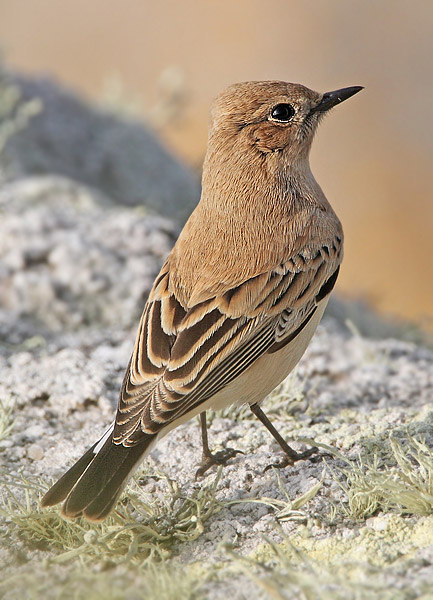 Western Black-eared Wheatear
