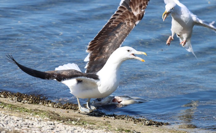 Cape Gull