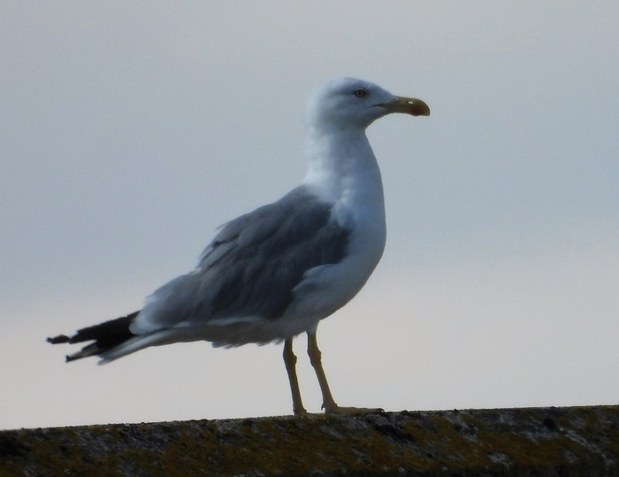 Yellow-legged Gull