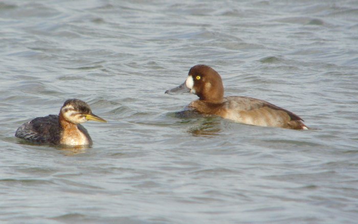 Red-necked Grebe