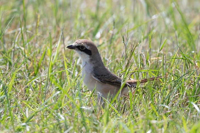 Turkestan Shrike